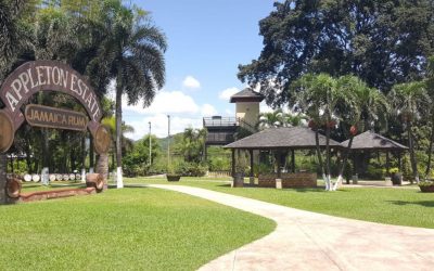 Appleton Estate nominated for Caribbean’s ‘best rum distillery’