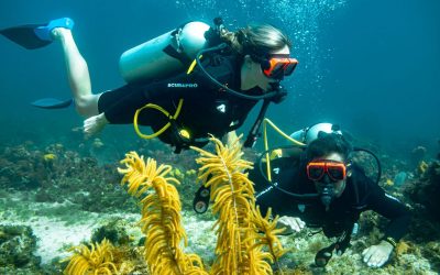 DIVE RESORTS: 13 wins for SRI and Beaches