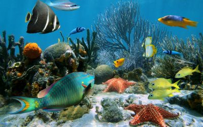 Guidelines for Caribbean’s coral reef